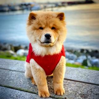 Chow Chow puppy wallpaper
