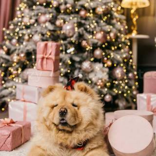 Chow Chow puppy wallpaper