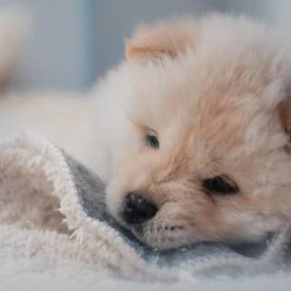 Chow Chow puppy wallpaper