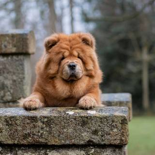 Chow Chow puppy wallpaper
