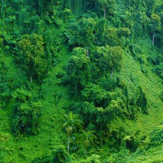 Jungle waterfall wallpaper