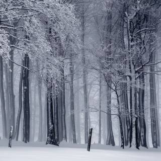 Snow laptop wallpaper