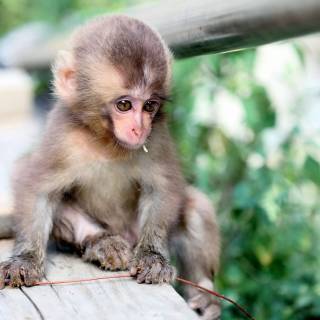 Monkeys 4k wallpaper