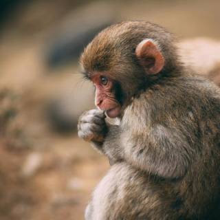 Monkeys 4k wallpaper