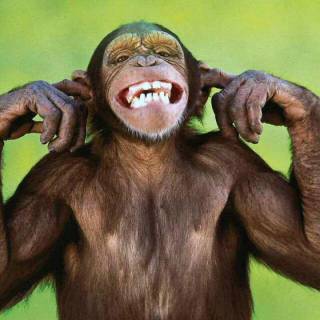 Weird monkey wallpaper