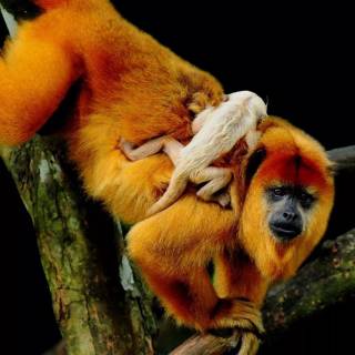 Monkeys 4k wallpaper