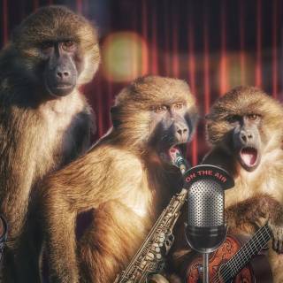 Monkeys 4k wallpaper