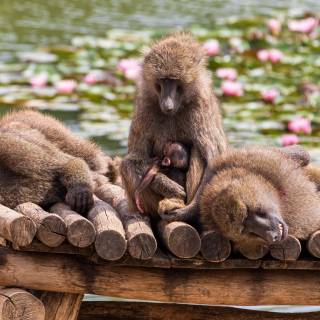 Monkeys 4k wallpaper