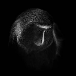 Monkeys 4k wallpaper