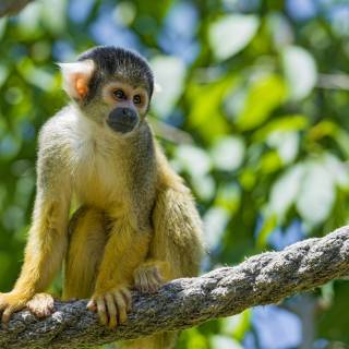 Monkeys 4k wallpaper