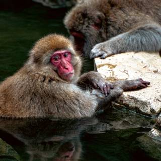 Monkeys 4k wallpaper