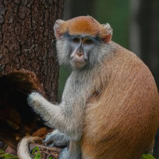 Monkeys 4k wallpaper