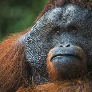 Monkeys 4k wallpaper