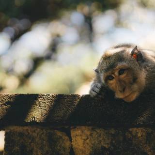 Monkeys 4k wallpaper