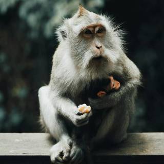 Monkeys 4k wallpaper