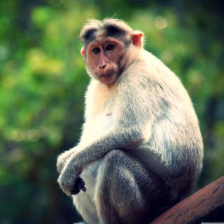 Monkeys 4k wallpaper