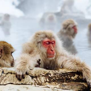 Monkeys 4k wallpaper