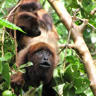 Monkeys 4k wallpaper