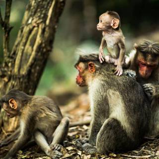 Monkeys 4k wallpaper