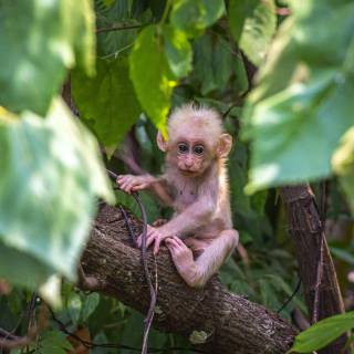 Cute baby monkey wallpaper