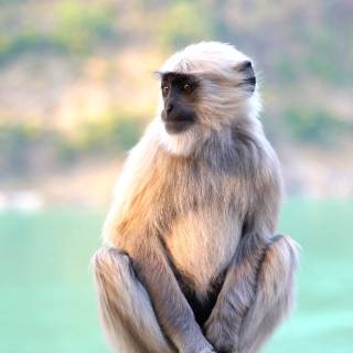 Monkeys 4k wallpaper