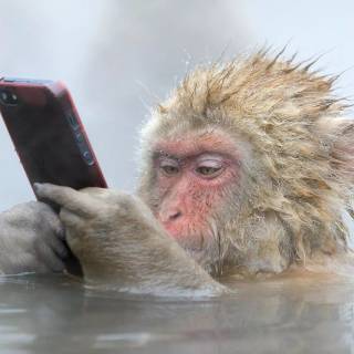 1920x1080 monkeys wallpaper