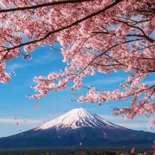 Cherry tree desktop wallpaper