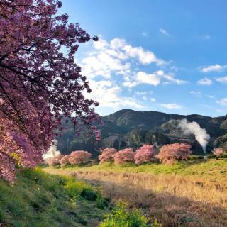 Japan Sakura 4k wallpaper