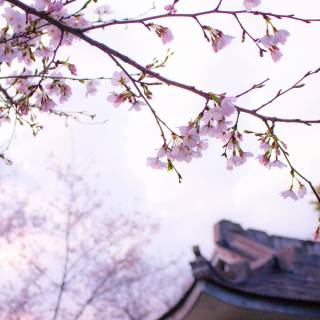 Japan Sakura 4k wallpaper