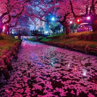 Japanese spring Android wallpaper