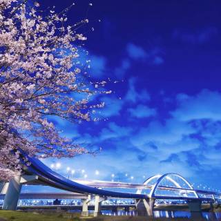 Blue Cherry Blossom wallpaper