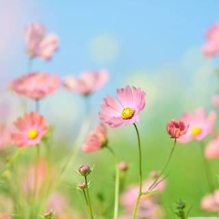 Flower field 4k wallpaper