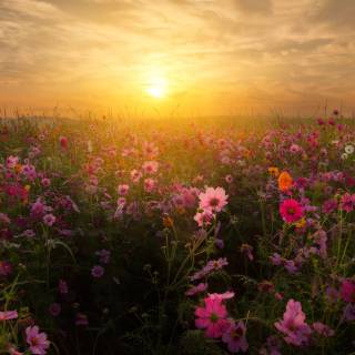 Flower field 4k wallpaper