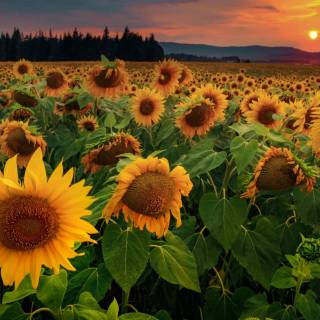 Flower field 4k wallpaper