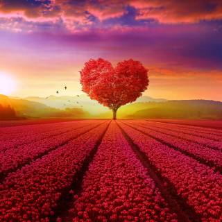 Flower field 4k wallpaper