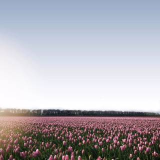 Flower field 4k wallpaper