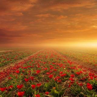 Flower field 4k wallpaper