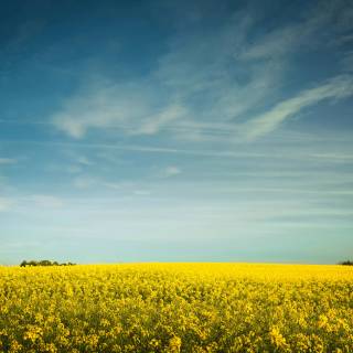 Flower field 4k wallpaper