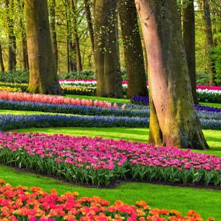 Flower field 4k wallpaper