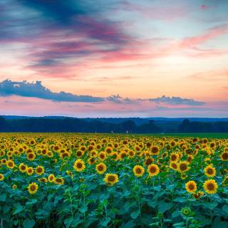 Flower field 4k wallpaper