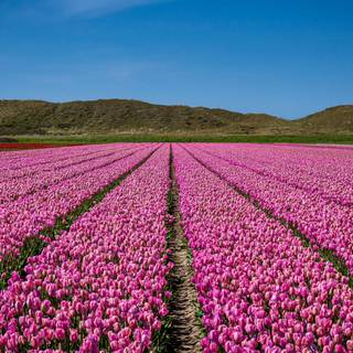 Flower field 4k wallpaper