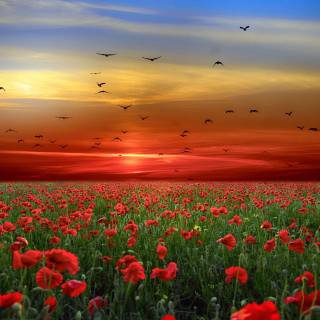 Flower field 4k wallpaper