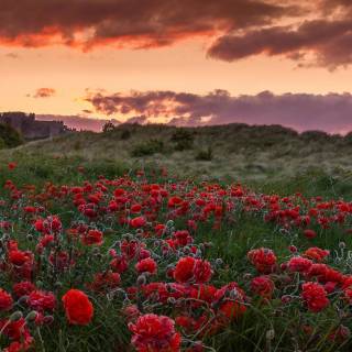 Flower field 4k wallpaper