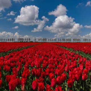 Flower field 4k wallpaper