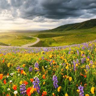 Flower field 4k wallpaper