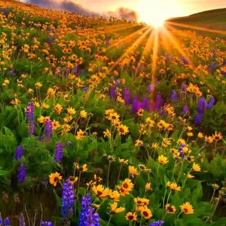 Spring meadow phone wallpaper