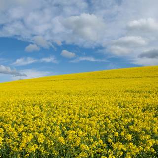 Flower field 4k wallpaper