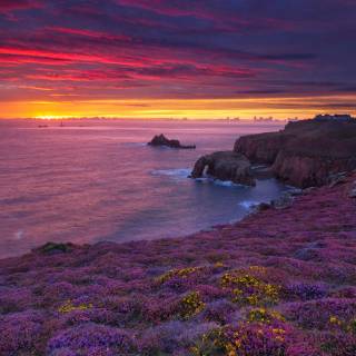 Flower field 4k wallpaper