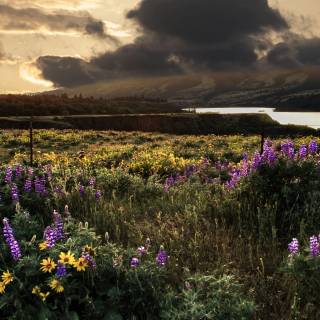 Flower field 4k wallpaper