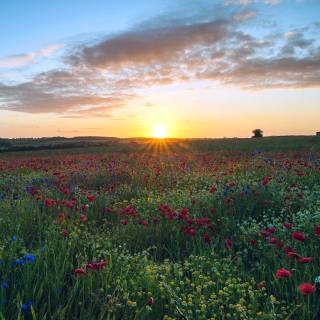Flower field 4k wallpaper